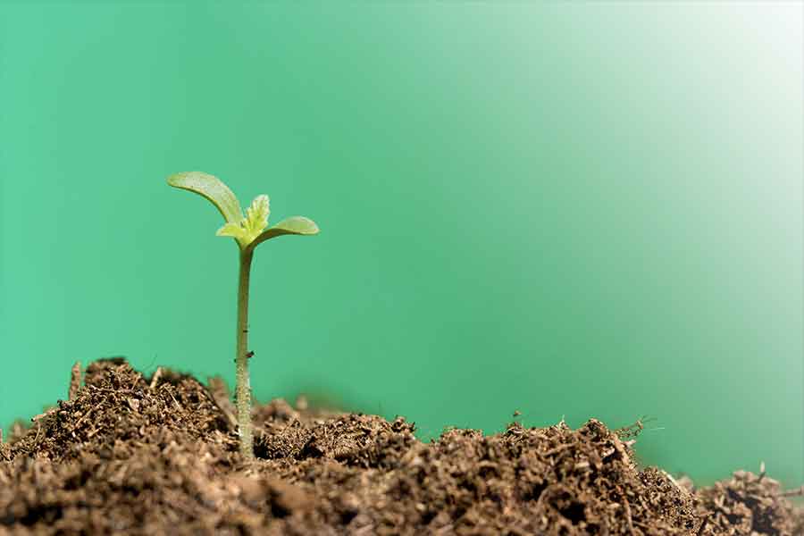 Grow Lampe Anwendung