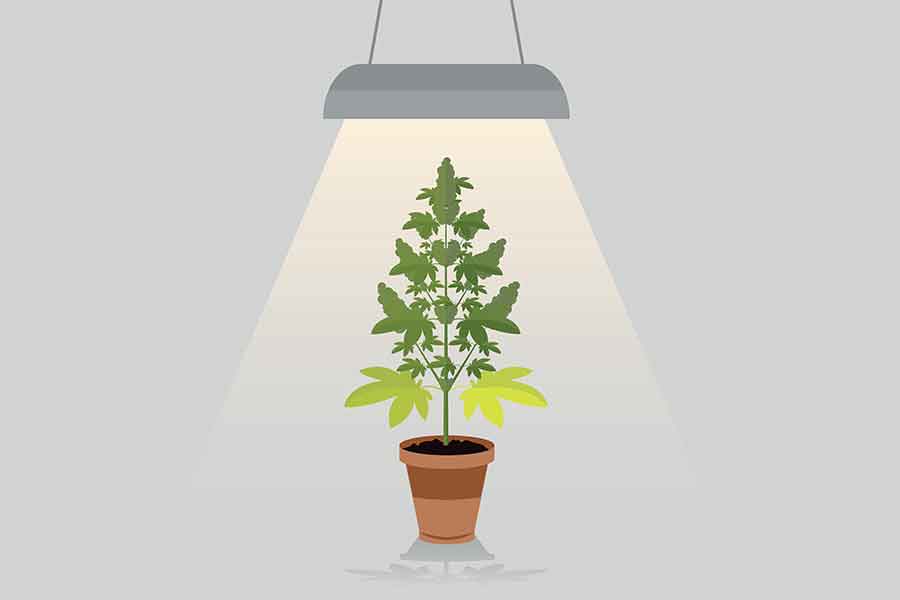 Farbtemperatur beim Cannabis Grow mit Lampen
