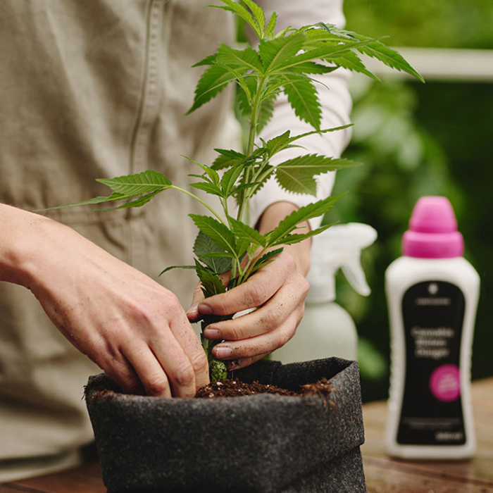 Hanfgarten Gutschein