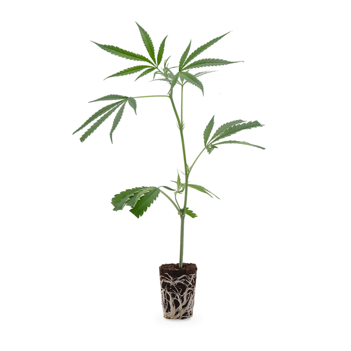 Amnesia Haze