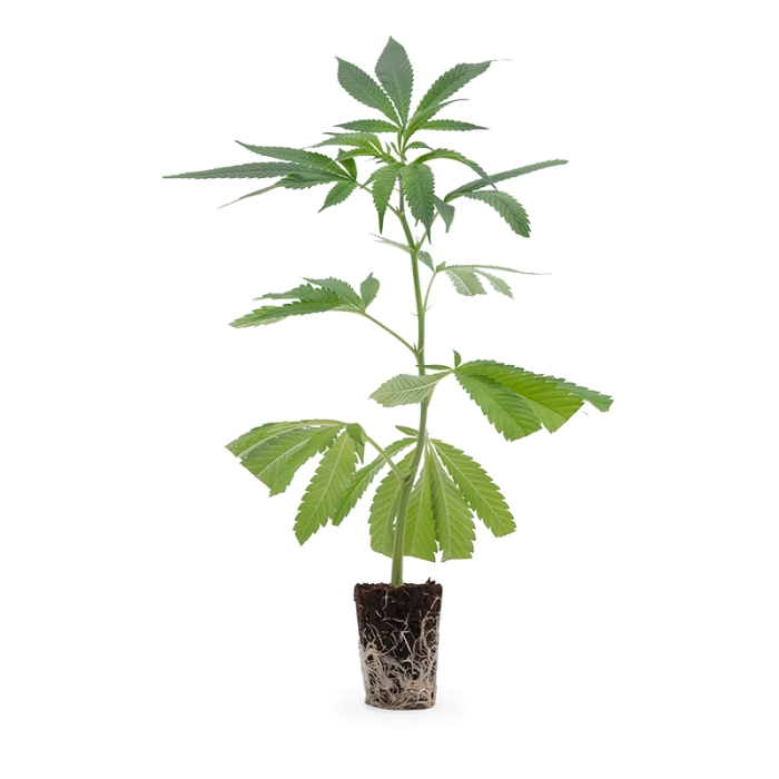 Mimosa EVO