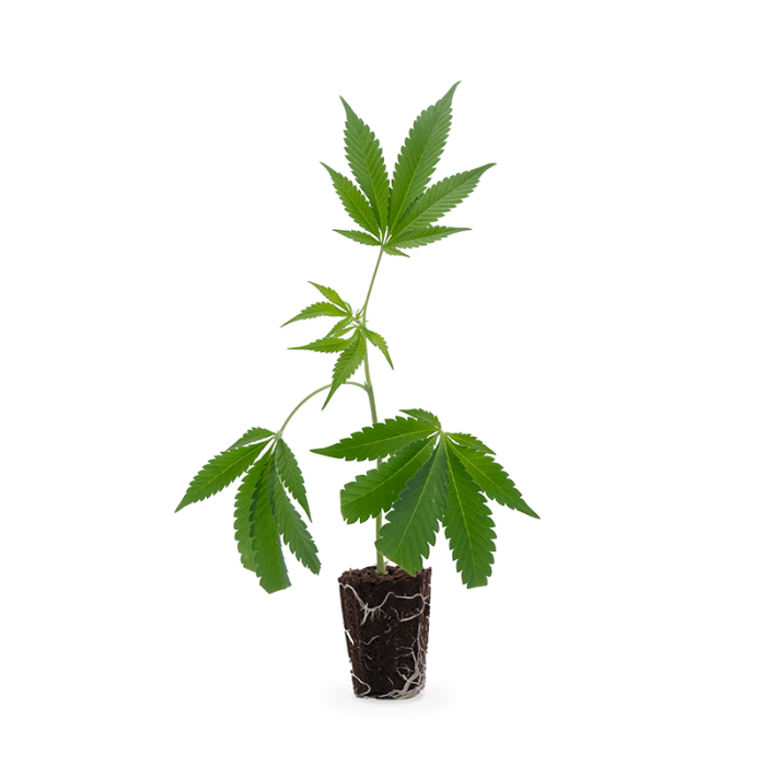 Skywalker Kush