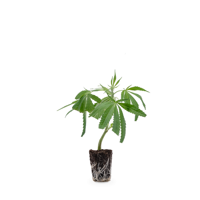 White Widow XXL