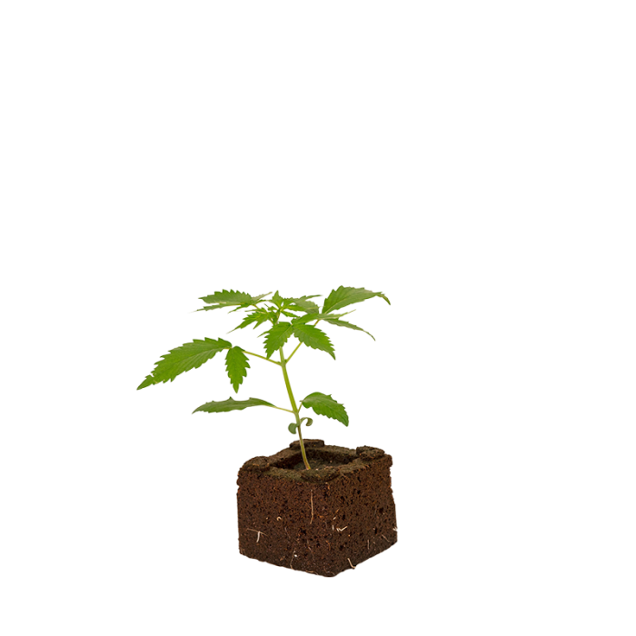 Blueberry Sämling | Automatic