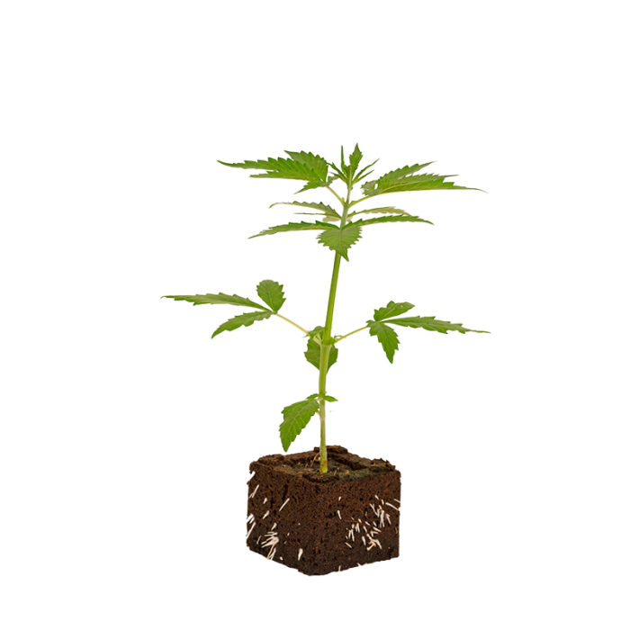 Black Domina Sämling | Automatic