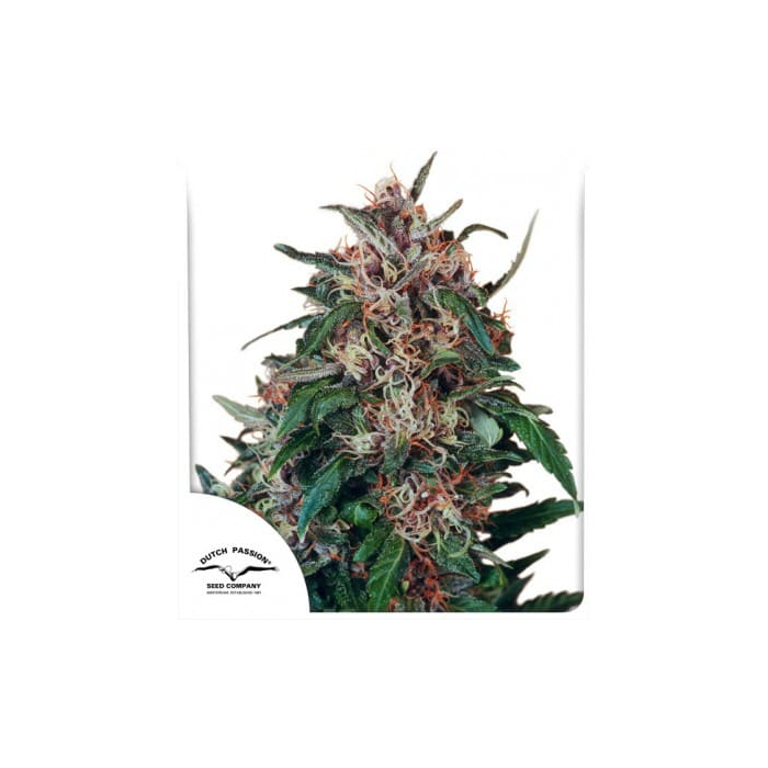 Hollands Hope | Feminisiert