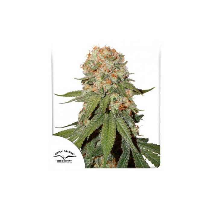 Orange Bud | Feminisiert