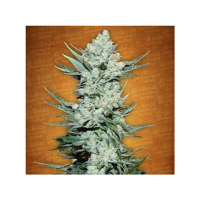 Tangie Matic | Autoflowering