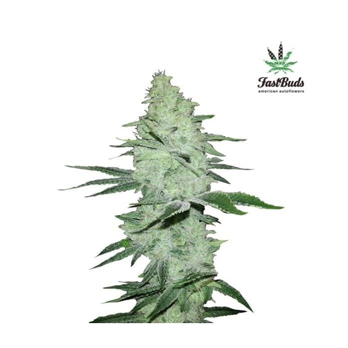 Six Shooter | Autoflowering