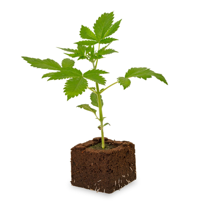 Amnesia Haze Sämling | Automatic