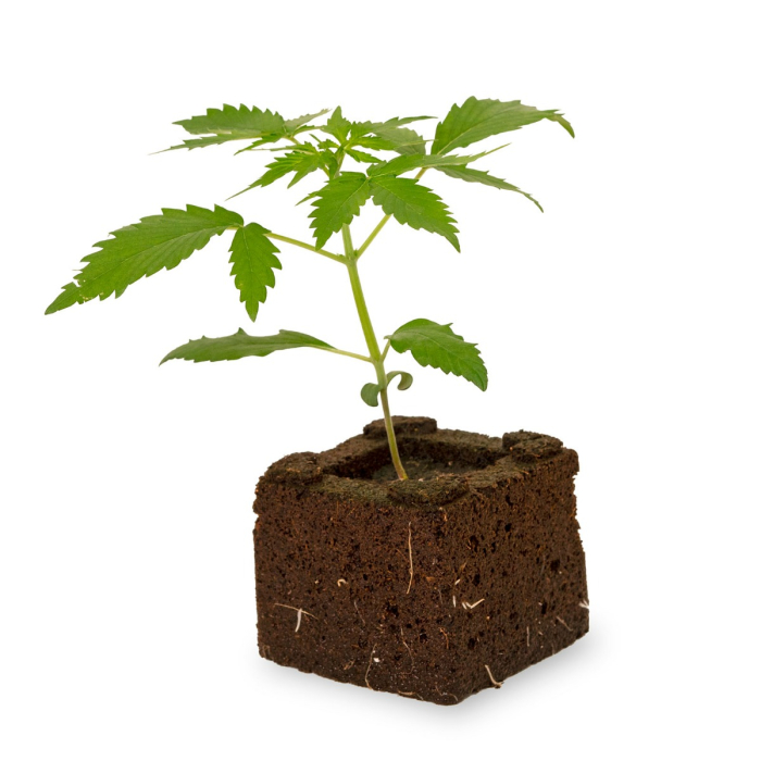 Blueberry Sämling | Automatic