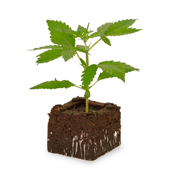 OG Kush Sämling | Automatic