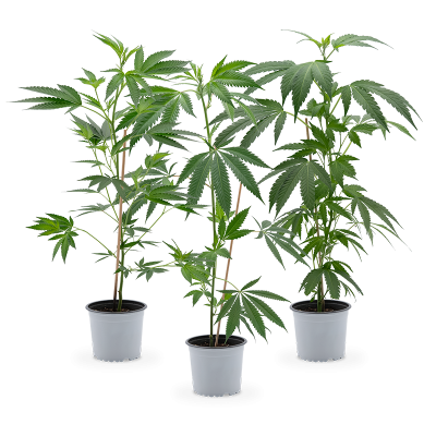 Cannabis Hanfpflanzen 3er Set 