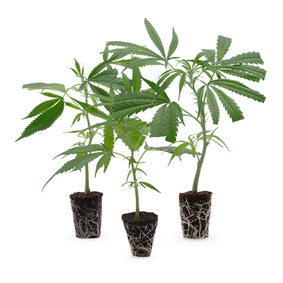 Cannabis Stecklinge 3er-Set
