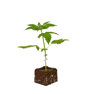 Blueberry Dream Sämling Automatic