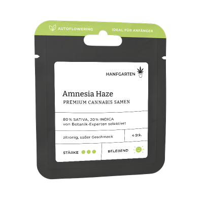 Amnesia Haze Vorderseite