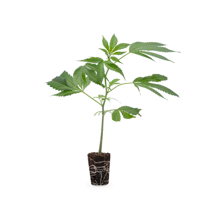 Cookies & Cream Steckling