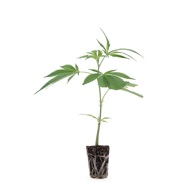 Critical Kush Steckling