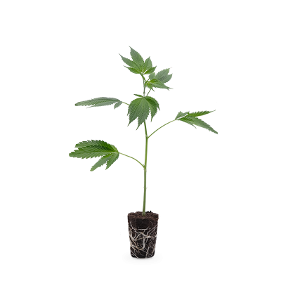 Girl Scout Cookies Steckling