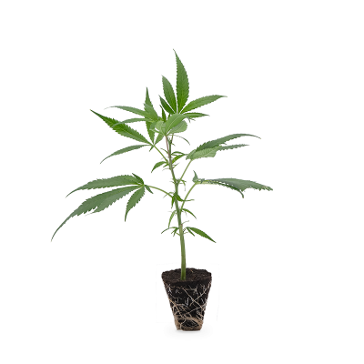 Power Plant Steckling