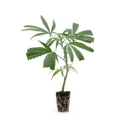 Purple Haze Steckling 