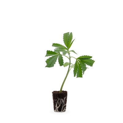 Super Lemon Haze Steckling