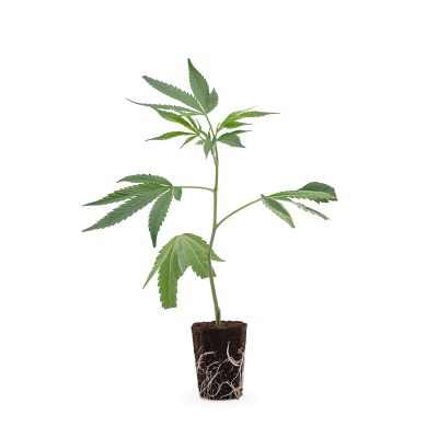 Wedding Cake Steckling