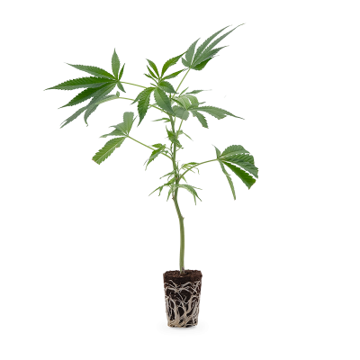 White Russian Steckling 