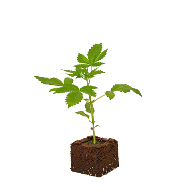 Amnesia Haze Sämling Automatic