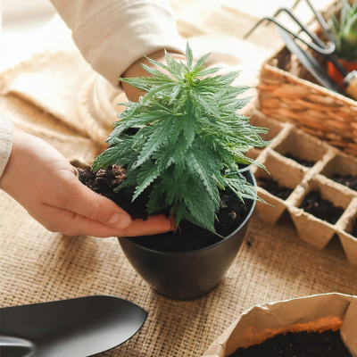 Hanfgarten Gutschein