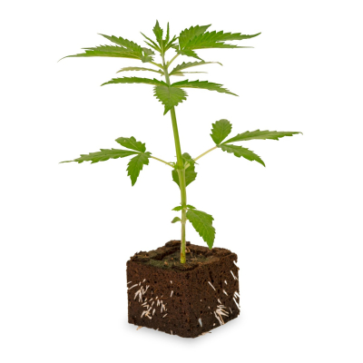 Black Domina Sämling | Automatic