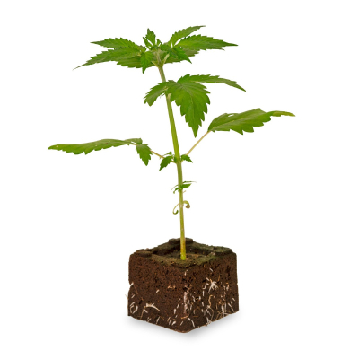 Blueberry Dream Sämling | Automatic