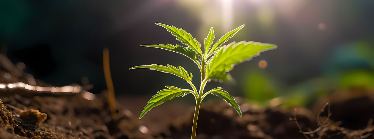 Die Top 10 Anfängerfehler bei der Cannabis-Aufzucht