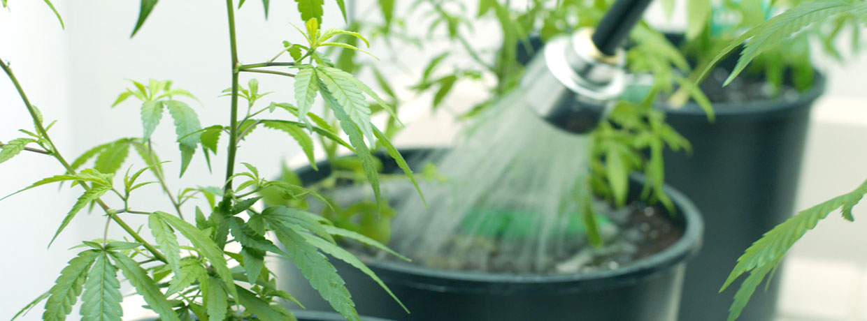 Bewässerung: Cannabis richtig gießen für starke Pflanzen