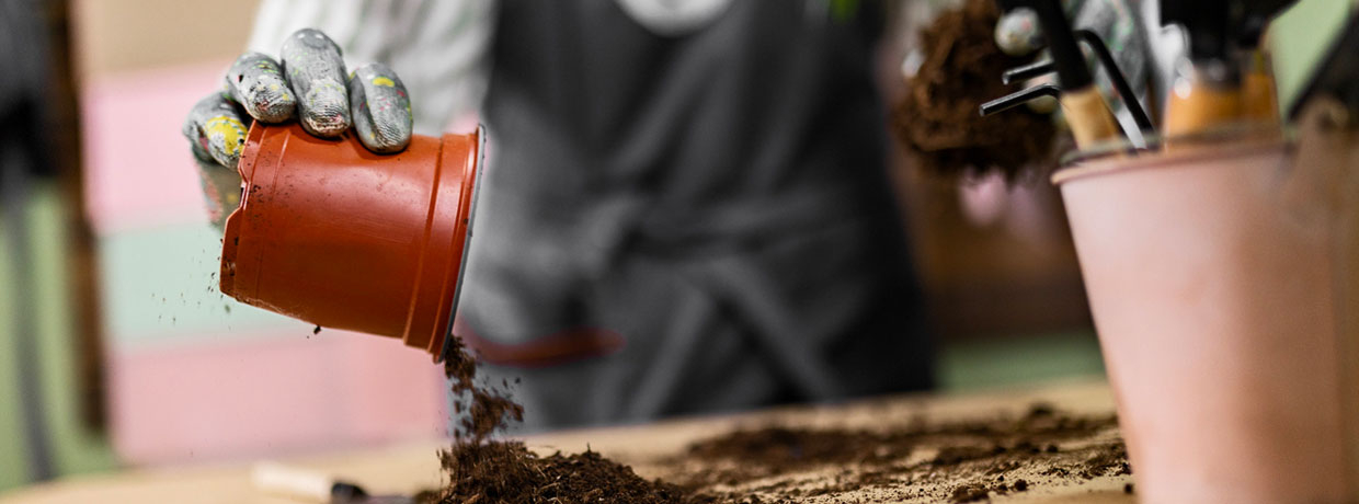 Expertentipps: Wie und wann du Cannabis Sämlinge umtopfst