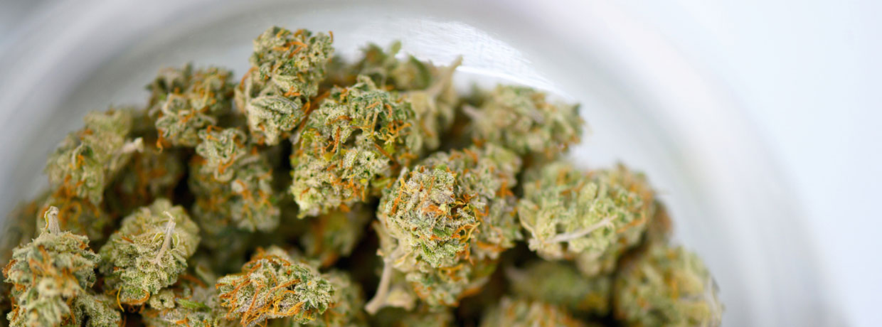 Die 4 häufigsten Fehler beim Trocknen von Cannabisblüten