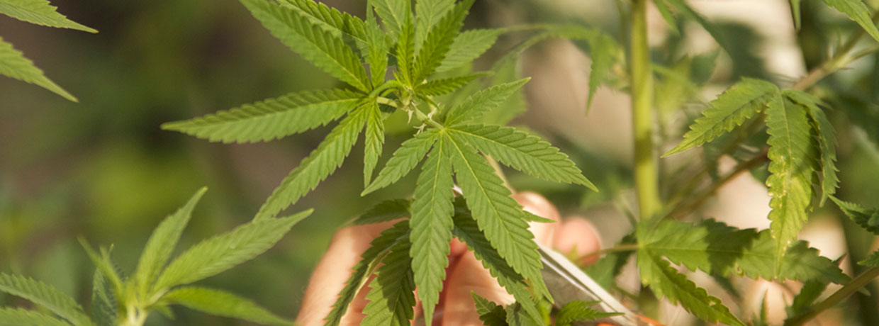 Cannabis Pflanzen richtig beschneiden: Das musst Du wissen!