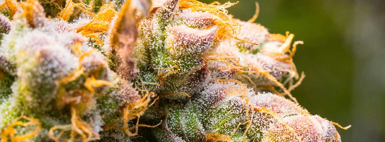 D-Limonen-reiches Cannabis reduzierte Paranoia-Effekt in Studie