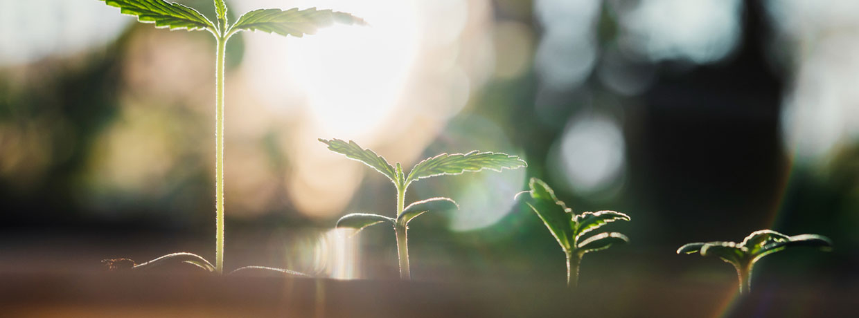 5 typische Probleme in der Sämlingsphase und wie Du sie behebst