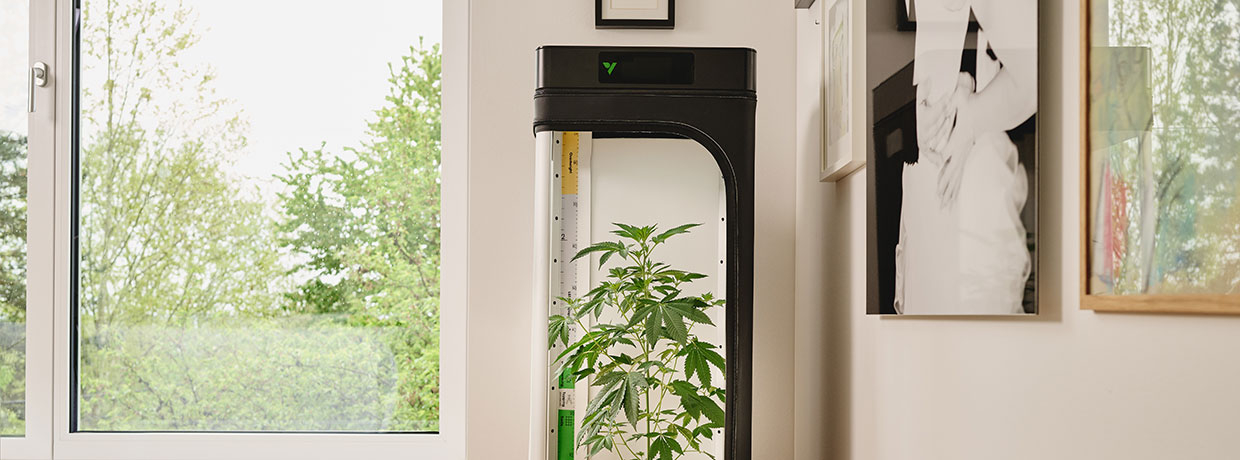 Growbox-Checkliste: Alles, was Du für den Indoor-Grow brauchst