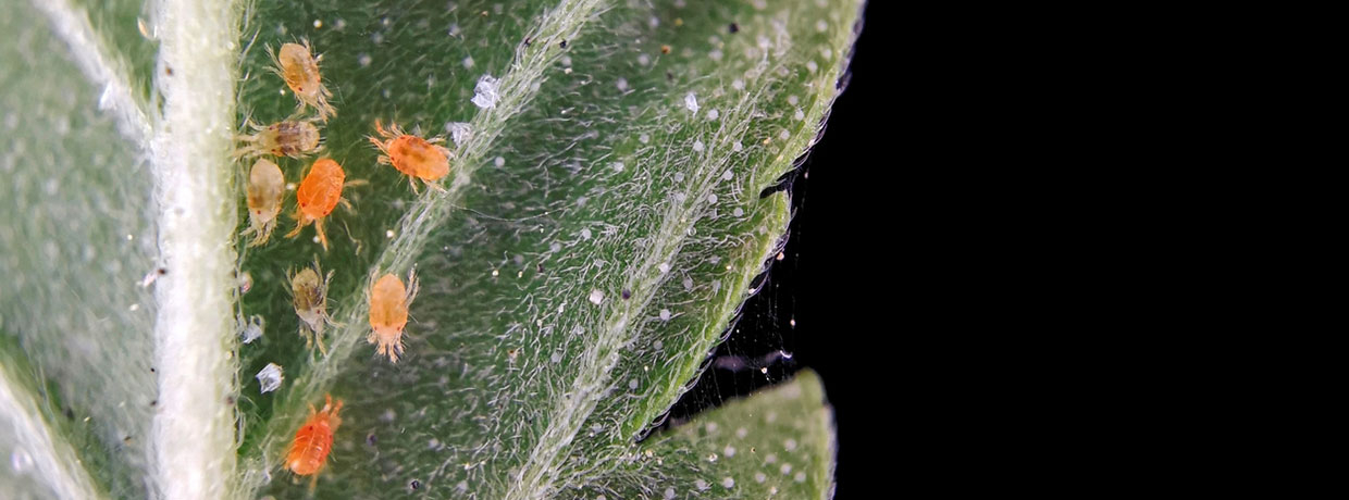 So verhinderst Du Spinnmilben auf Deinen Cannabispflanzen