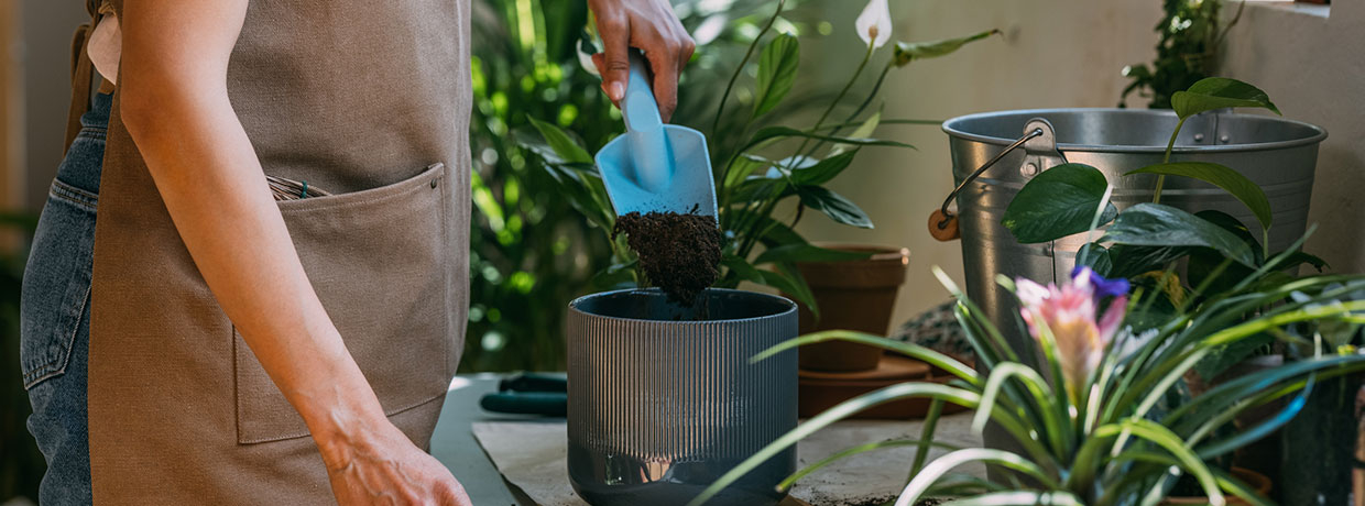 Thripse auf Cannabis? So entdeckst und behandelst du sie richtig