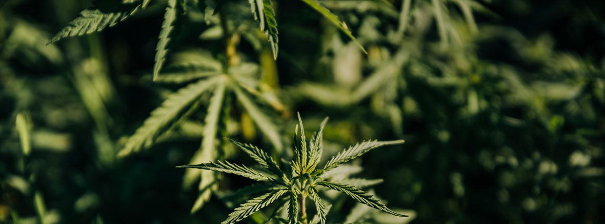 Cannabis Sativa und Indica: Was sind die Unterschiede?