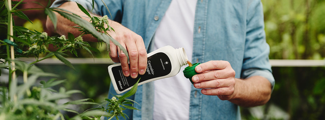 Organisch oder mineralisch? Dünger für Cannabis im Vergleich
