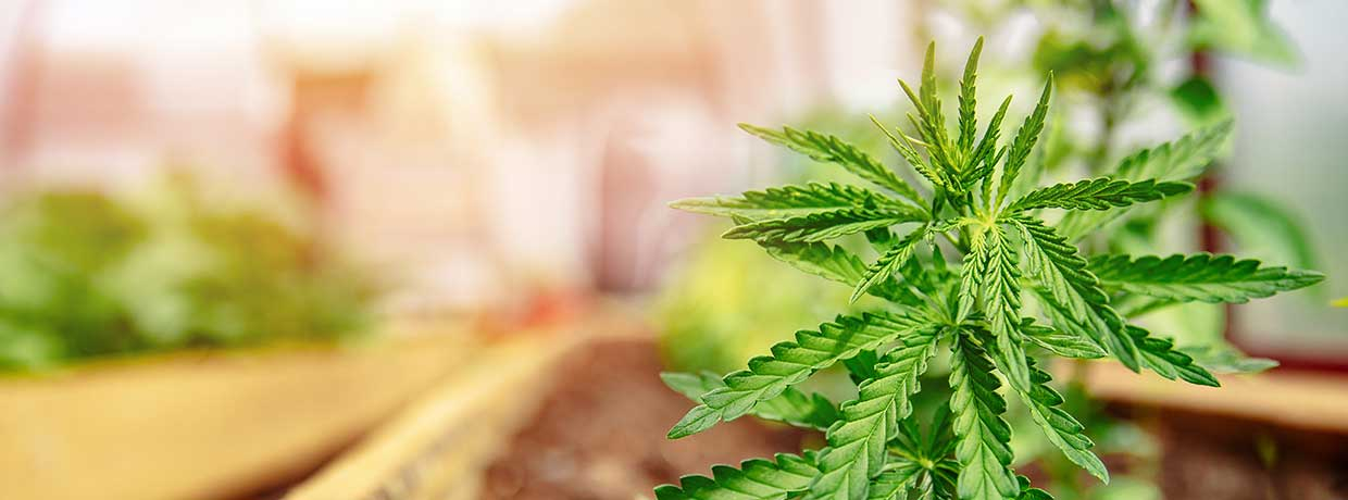 Cannabis Wachstumsphase: Darauf ist in der vegetativen Phase zu achten!