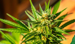 Skunk: Alles über die legendäre, widerstandsfähige Cannabissorte