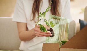 Grow-Favoriten 2026: Die 10 besten Cannabis-Stecklinge