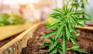 Cannabis Wachstumsphase: Darauf ist in der vegetativen Phase zu achten!