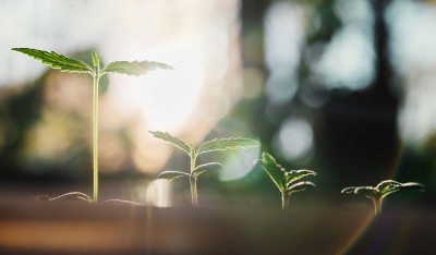 5 typische Probleme in der Sämlingsphase und wie Du sie behebst