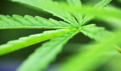 So verhinderst Du Spinnmilben auf Deinen Cannabispflanzen